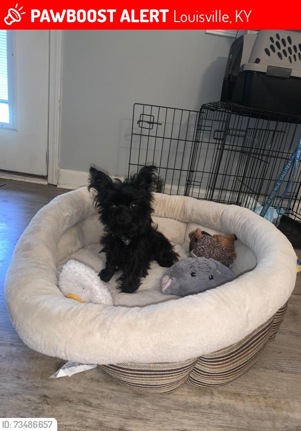 Lost Male Dog last seen Near Algonquin parkway, Louisville, KY 40211