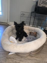 Lost Male Dog last seen Near Algonquin parkway, Louisville, KY 40211