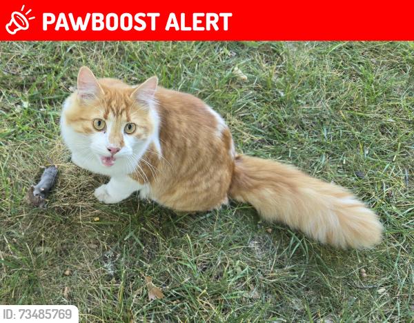 Lost Male Cat last seen Airport and Tubbs or Airport & Hatchery, Waterford Township, MI 48327