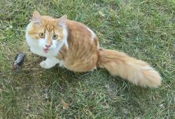 Lost Male Cat last seen Airport and Tubbs or Airport & Hatchery, Waterford Township, MI 48327