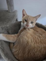 Reunited Female Cat last seen Luv2eat thai bistro, Los Angeles, CA 90028