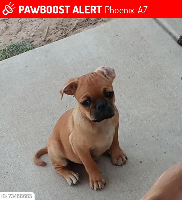 Lost Male Dog last seen W Clarendon ave, Phoenix, AZ 85012
