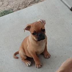 Lost Male Dog last seen W Clarendon ave, Phoenix, AZ 85012
