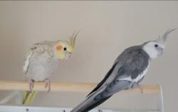 Lost Unknown Bird last seen Riviera del sol, San Diego, CA 92154