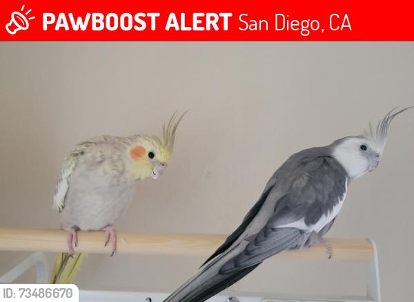 Lost Unknown Bird last seen Riviera del sol, San Diego, CA 92154