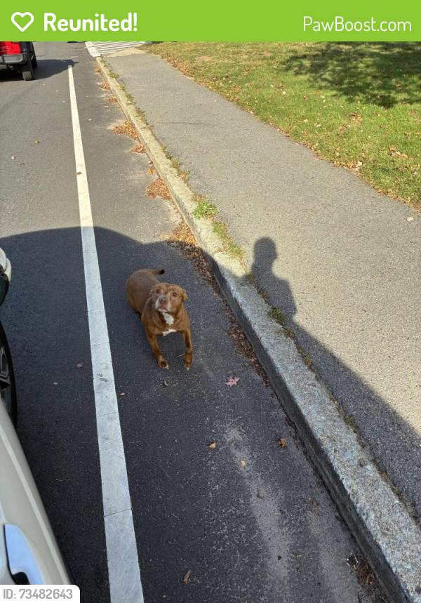 Reunited Unknown Dog last seen Cottage street, Bridgewater, MA 02324