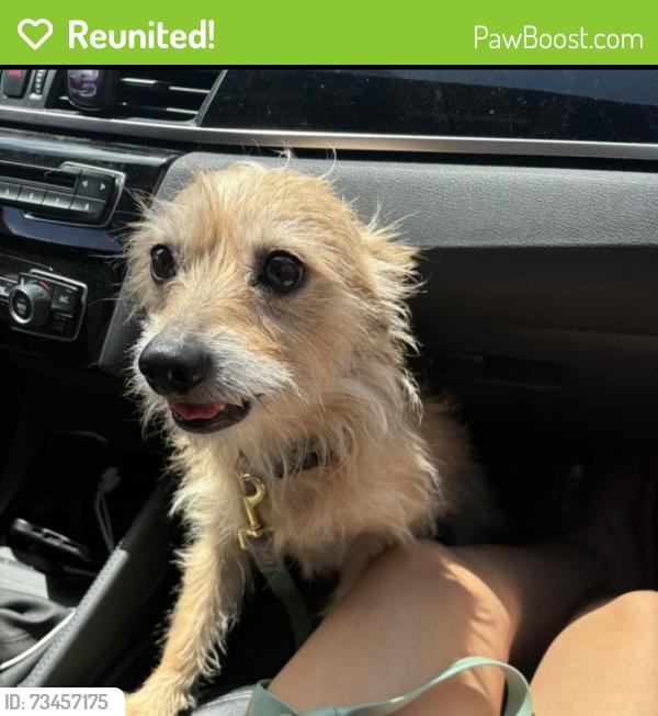 Reunited Male Dog last seen Cedar, chestnut Ave, Long Beach, CA 90806