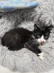 Shelter Stray Male Cat last seen Bexar County, 3353 Morningside Dr, New Braunfels, TX 78132, USA