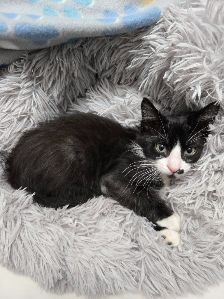 Shelter Stray Male Cat last seen Bexar County, 3353 Morningside Dr, New Braunfels, TX 78132, USA