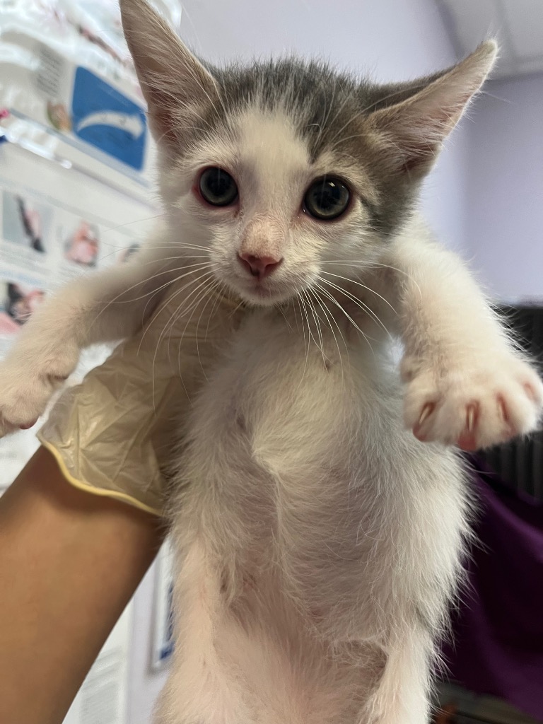 Shelter Stray Female Cat last seen Bexar County, 3353 Morningside Dr, New Braunfels, TX 78132, USA