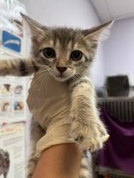 Shelter Stray Male Cat last seen Bexar County, 3353 Morningside Dr, New Braunfels, TX 78132, USA