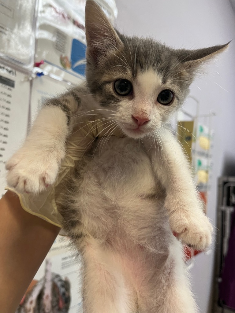 Shelter Stray Male Cat last seen Bexar County, 3353 Morningside Dr, New Braunfels, TX 78132, USA