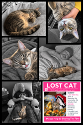 Lost Female Cat last seen E ROTAMER AND WRIGHT RD, Janesville, WI 53546