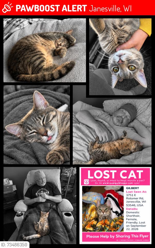 Lost Female Cat last seen E ROTAMER AND WRIGHT RD, Janesville, WI 53546
