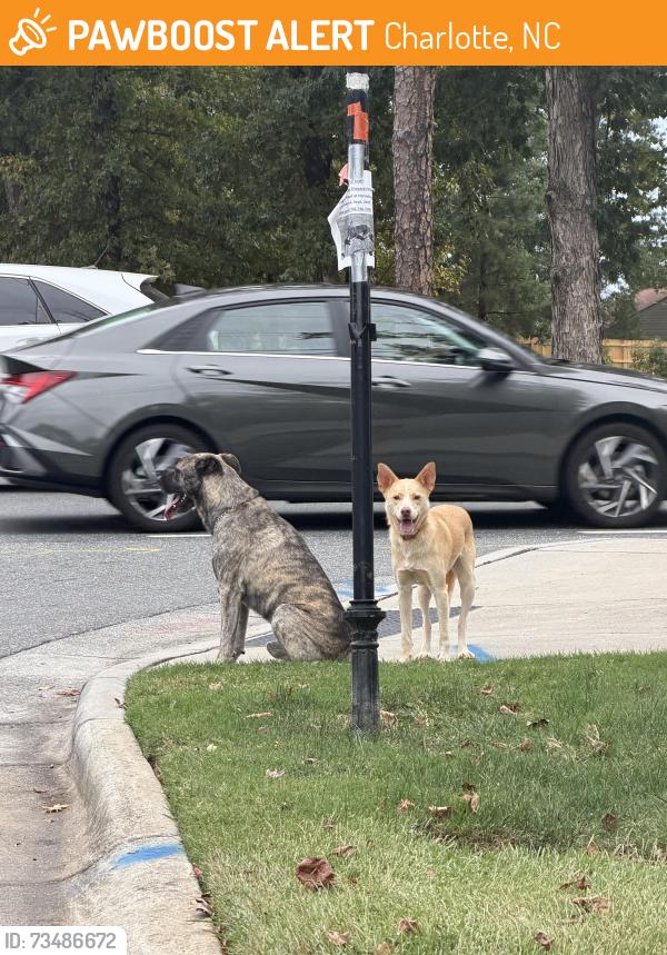 Found/Stray Unknown Dog last seen Right on the corner, Charlotte, NC 28215