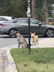 Found/Stray Unknown Dog last seen Right on the corner, Charlotte, NC 28215