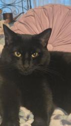 Reunited Female Cat last seen Lords park, Elgin, IL 60120