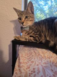 Reunited Male Cat last seen Dg market on 306 area, Canyon Lake, TX 78070