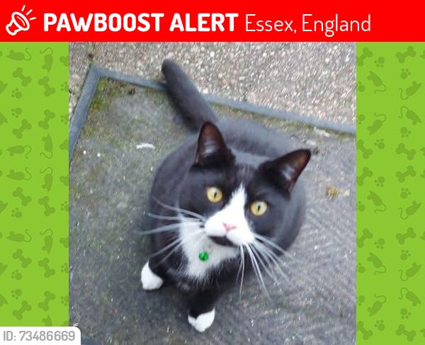 Lost Male Cat last seen Little brays harlow uk, Essex, England 