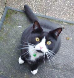 Lost Male Cat last seen Little brays harlow uk, Essex, England 