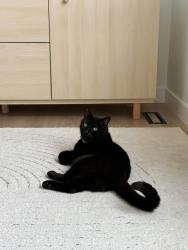 Lost Male Cat last seen Enright Landing, Edmonton, AB T6M 0Z1