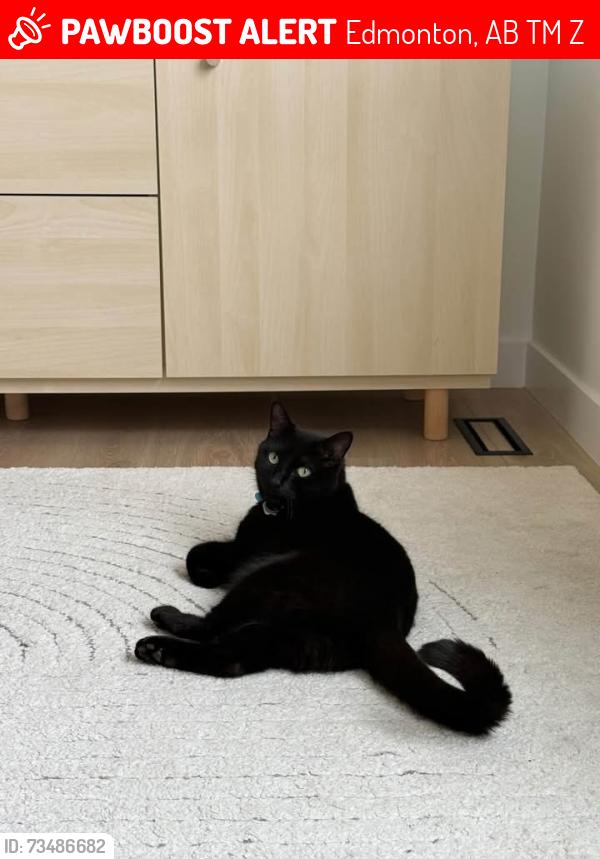 Lost Male Cat last seen Enright Landing, Edmonton, AB T6M 0Z1