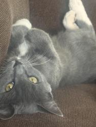 Lost Female Cat last seen Crest Ave, Morgan Hill, CA 95037