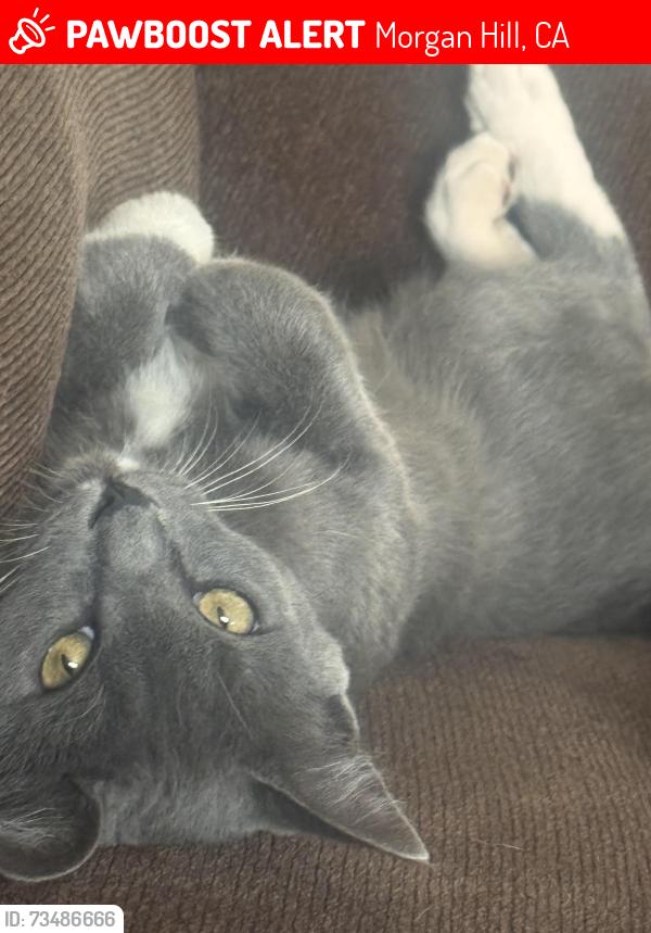 Lost Female Cat last seen Crest Ave, Morgan Hill, CA 95037