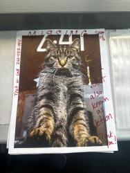 Lost Male Cat last seen Hidden Hills addition, Peru, IN 46970