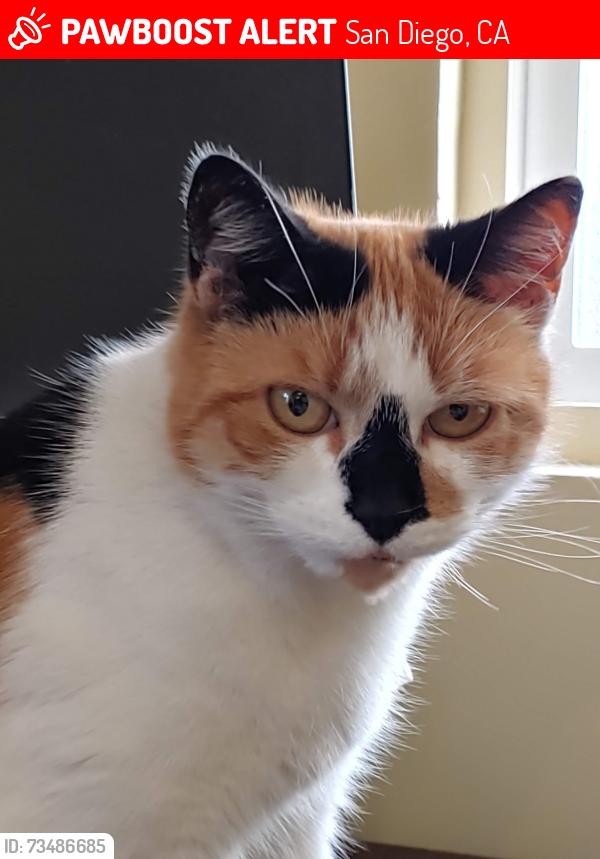 Lost Female Cat last seen Wabash and orange ave, San Diego, CA 92104
