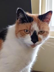 Lost Female Cat last seen Wabash and orange ave, San Diego, CA 92104