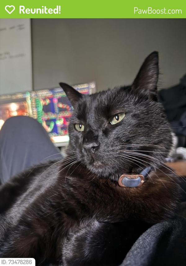 Reunited Male Cat last seen Manatawny, Pottstown, PA 19464