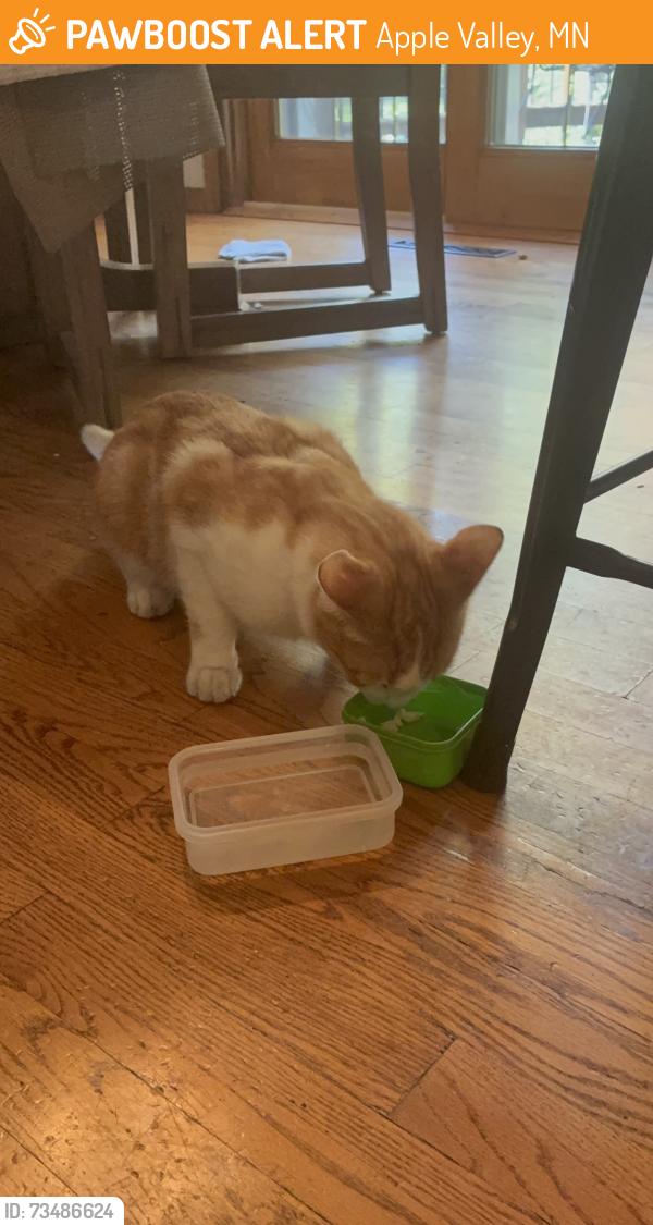 Found/Stray Male Cat last seen 140th and pennock ave Apple valley mn, Apple Valley, MN 55124