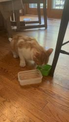 Found/Stray Male Cat last seen 140th and pennock ave Apple valley mn, Apple Valley, MN 55124