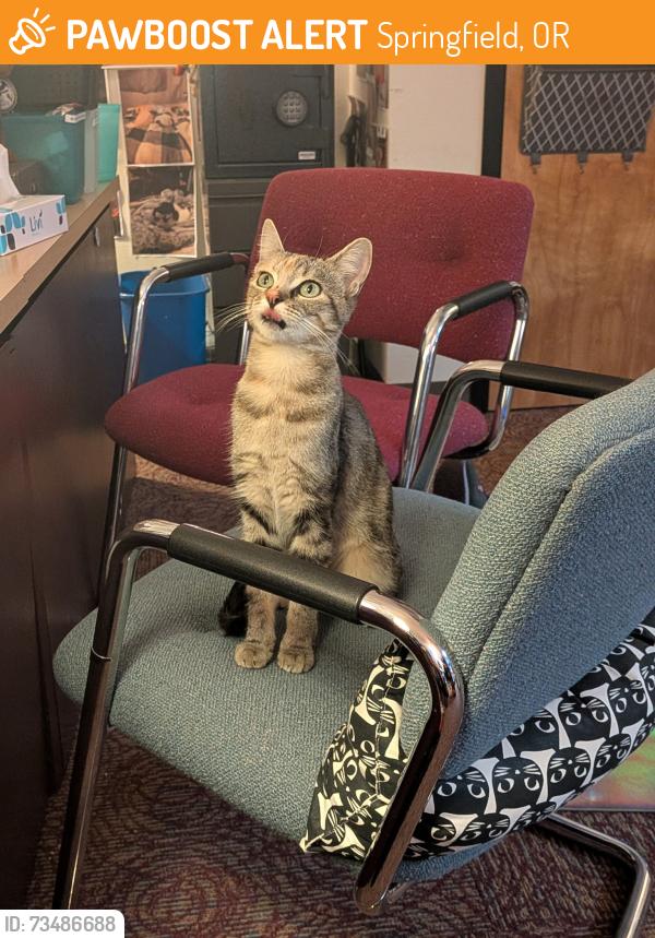 Found/Stray Female Cat last seen Gateway, Springfield, OR 97477