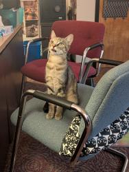 Found/Stray Female Cat last seen Gateway, Springfield, OR 97477