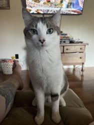 Lost Male Cat last seen Bob little rd elizabethton, Elizabethton, TN 37643