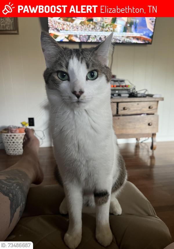Lost Male Cat last seen Bob little rd elizabethton, Elizabethton, TN 37643