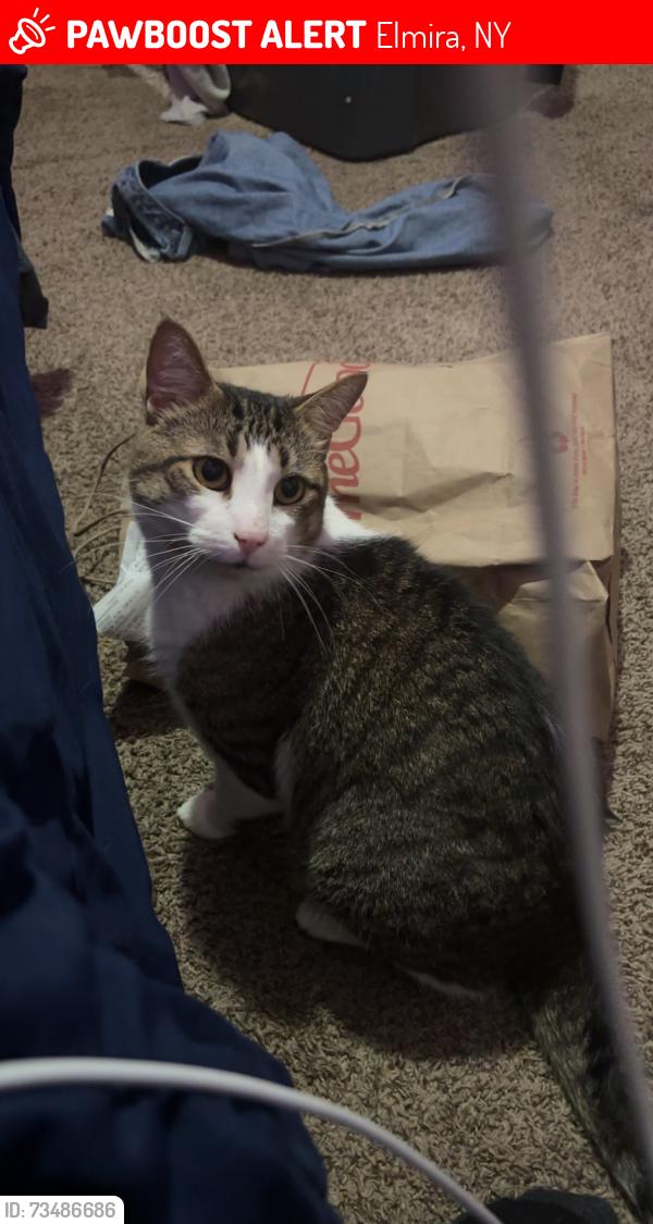 Lost Male Cat last seen South ave // Herrick st, Elmira, NY 14904