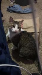 Lost Male Cat last seen South ave // Herrick st, Elmira, NY 14904