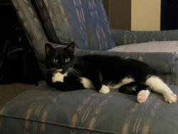 Lost Male Cat last seen S Field St, S Estes St, & W Girton Dr, Denver, CO 80227