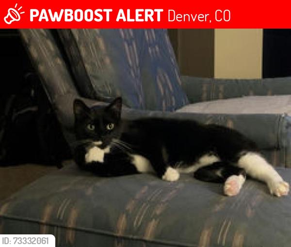 Lost Male Cat last seen S Field St, S Estes St, & W Girton Dr, Denver, CO 80227