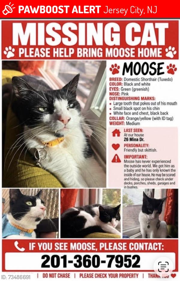 Lost Male Cat last seen Country road, Jersey City, NJ 07305