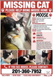 Lost Male Cat last seen Country road, Jersey City, NJ 07305
