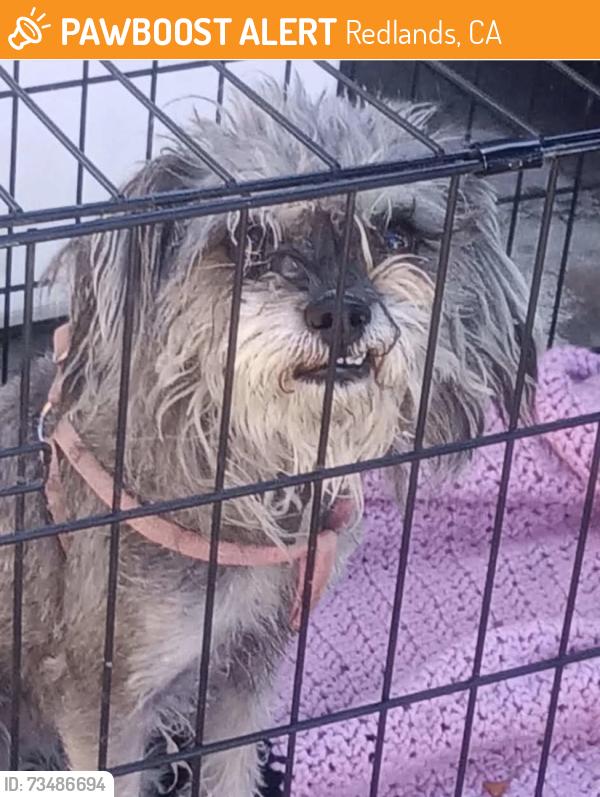 Found/Stray Female Dog last seen Texas and Lugonia, Redlands, CA 92374