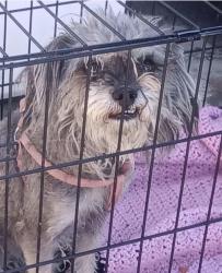 Found/Stray Female Dog last seen Texas and Lugonia, Redlands, CA 92374