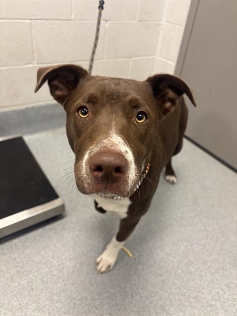 Shelter Stray Female Dog last seen Near, 5001 E Raymond St, Indianapolis, IN 46203, USA