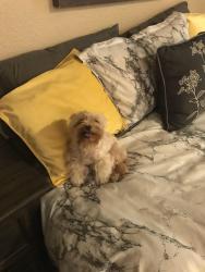 Lost Female Dog last seen Near stokes st, Las Vegas, NV 89110