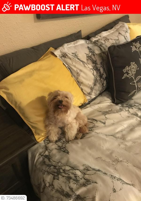 Lost Female Dog last seen Near stokes st, Las Vegas, NV 89110