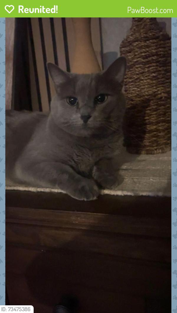 Reunited Male Cat last seen Timberland, Fort Worth, TX 76244